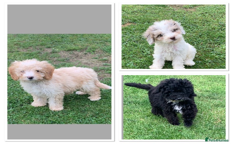 Cockapoo dogs - Advert 2
