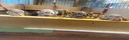 English Bulldog dogs for sale: Gorgeous Little Wrinkly Faces - Advert 1