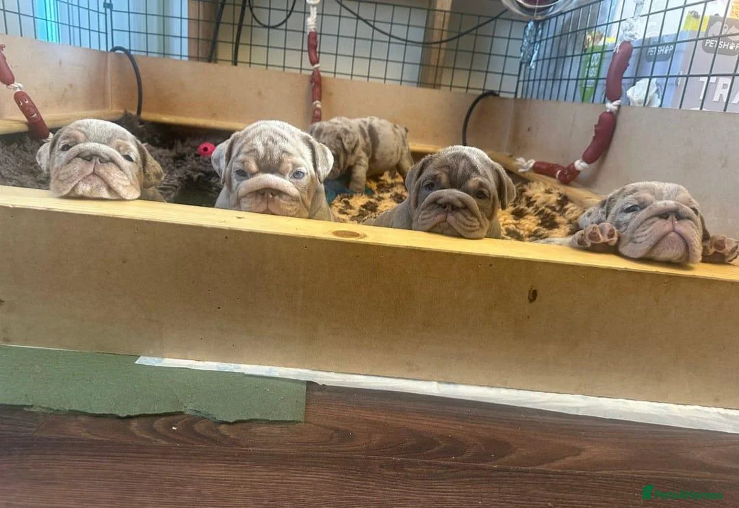 English Bulldog dogs for sale: Gorgeous Little Wrinkly Faces - Advert 1