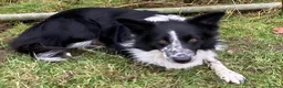 Border Collie dogs for sale: Stunning Border Collies - Advert 24