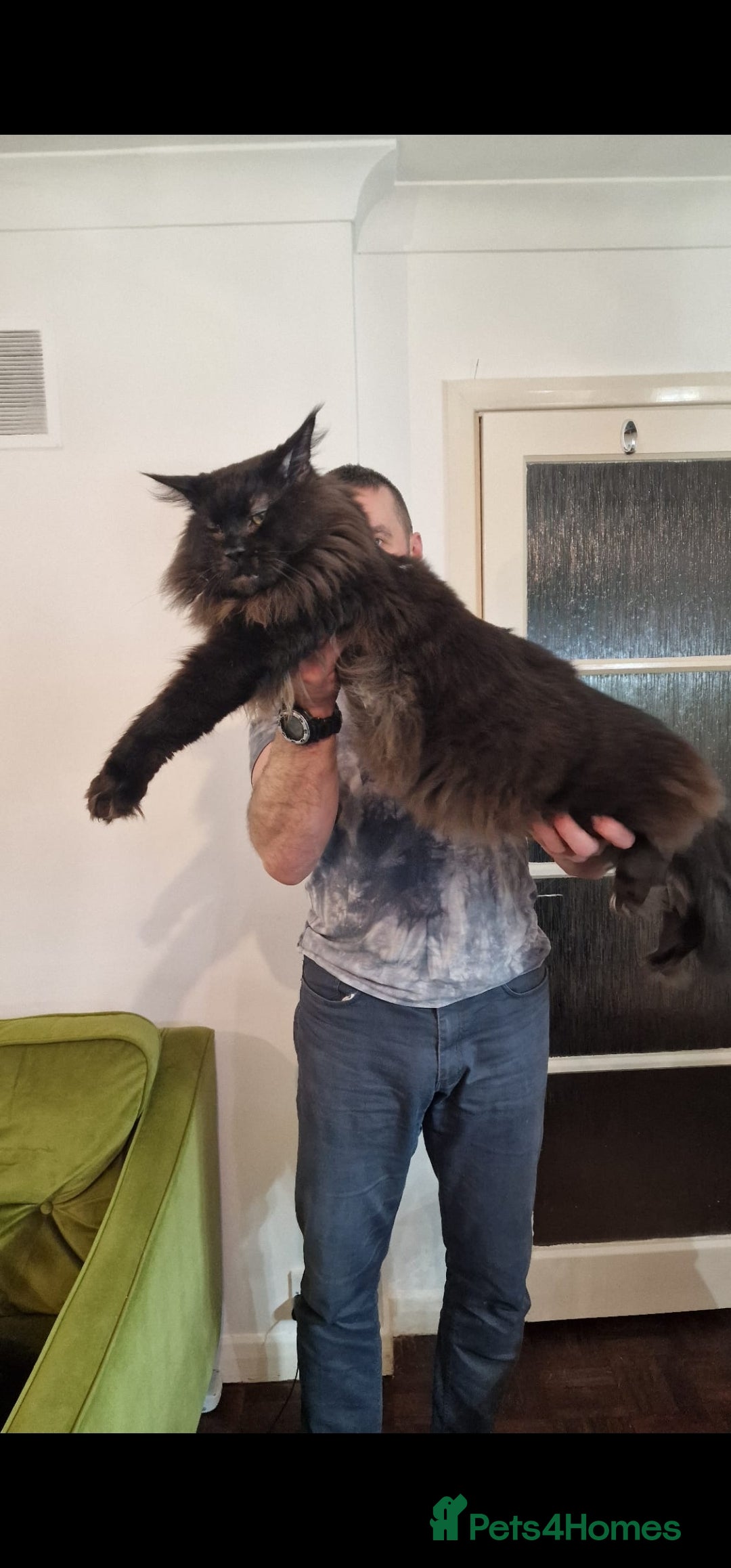 Maine Coon cats for sale: Beautiful Mainecoon kittens  - Advert 3