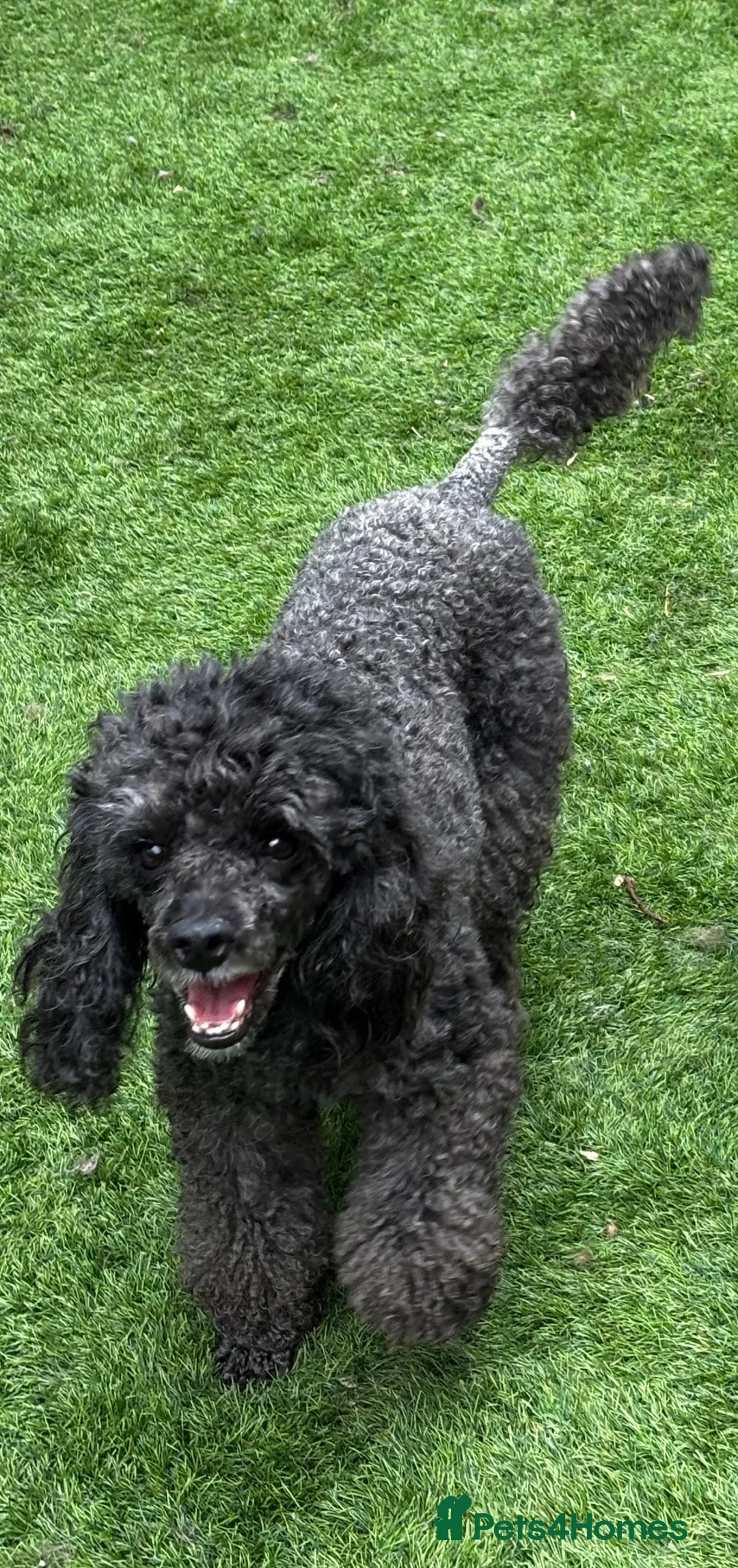 Toy Poodle dogs for sale: KC Registered Toy Poodle  - Advert 3
