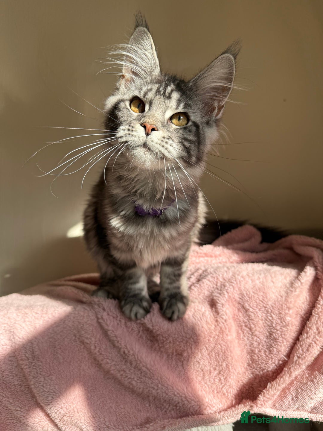 Maine Coon cats for sale: Pedigree GCCF Russian Import line Maine Coons - Image 23