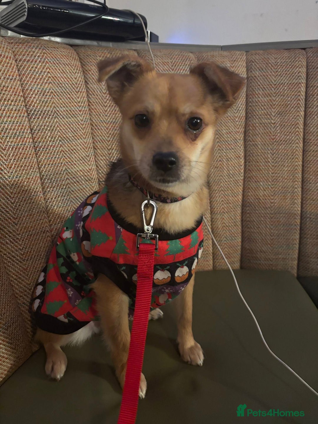 Mixed Breed dogs for adoption: Perfect Precious - Advert 4