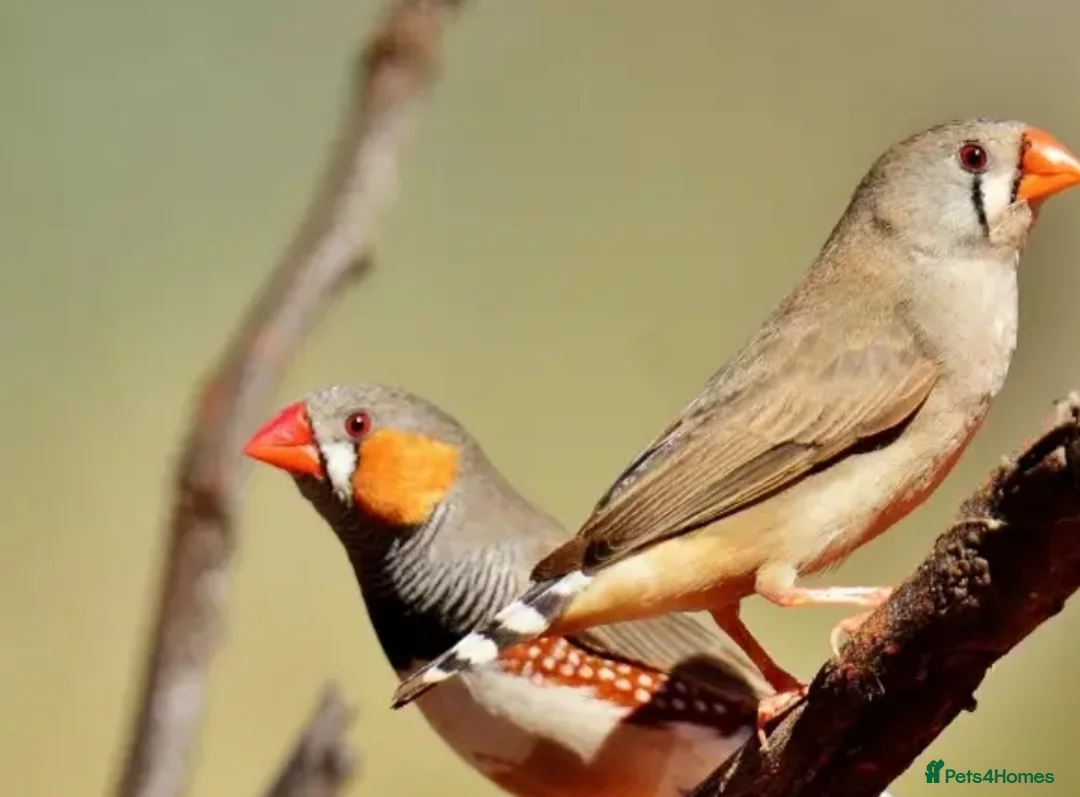 Finches birds for sale: £10 each finch - Advert 2