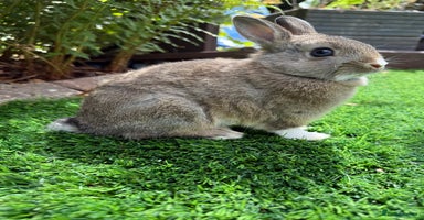 Netherland Dwarf rabbits - Advert 9