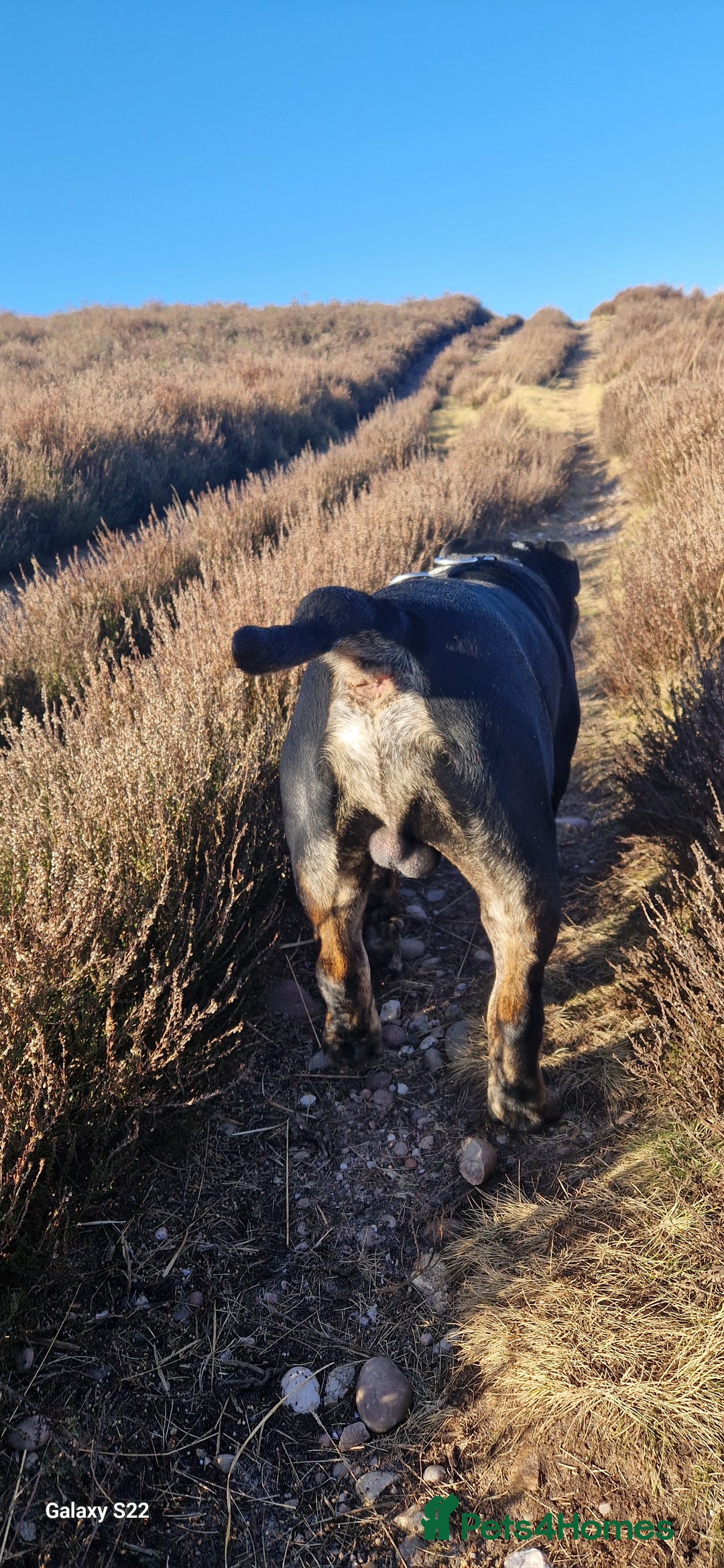 Olde English Bulldogge dogs for stud: Vinnie the olde english bulldogge - Advert 17
