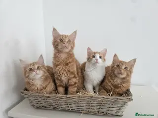 Maine Coon cats Maine coon mixed lovely extremely adorable kittens - Advert 4