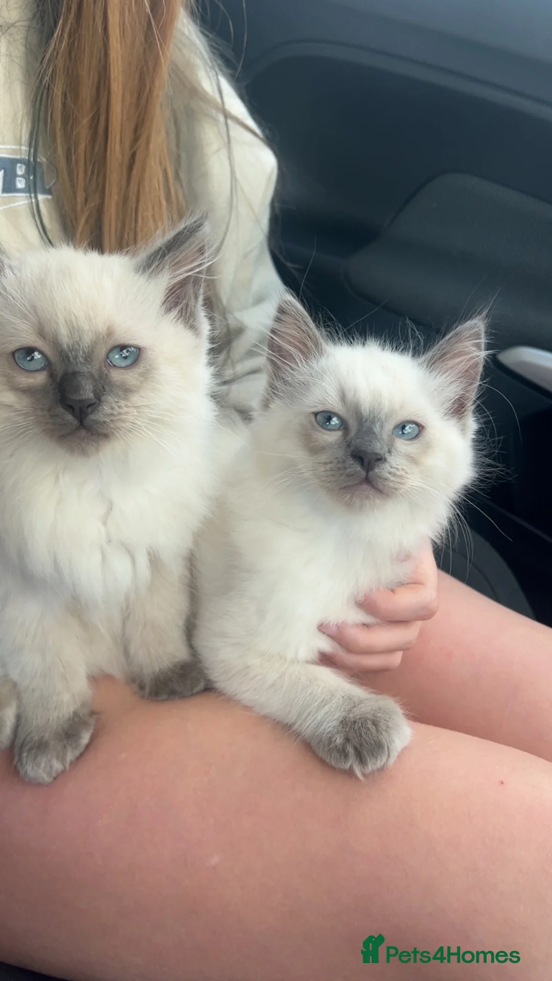 Ragdoll cats for sale: 2 beautiful blue point ragdoll boy kittens  - Advert 1