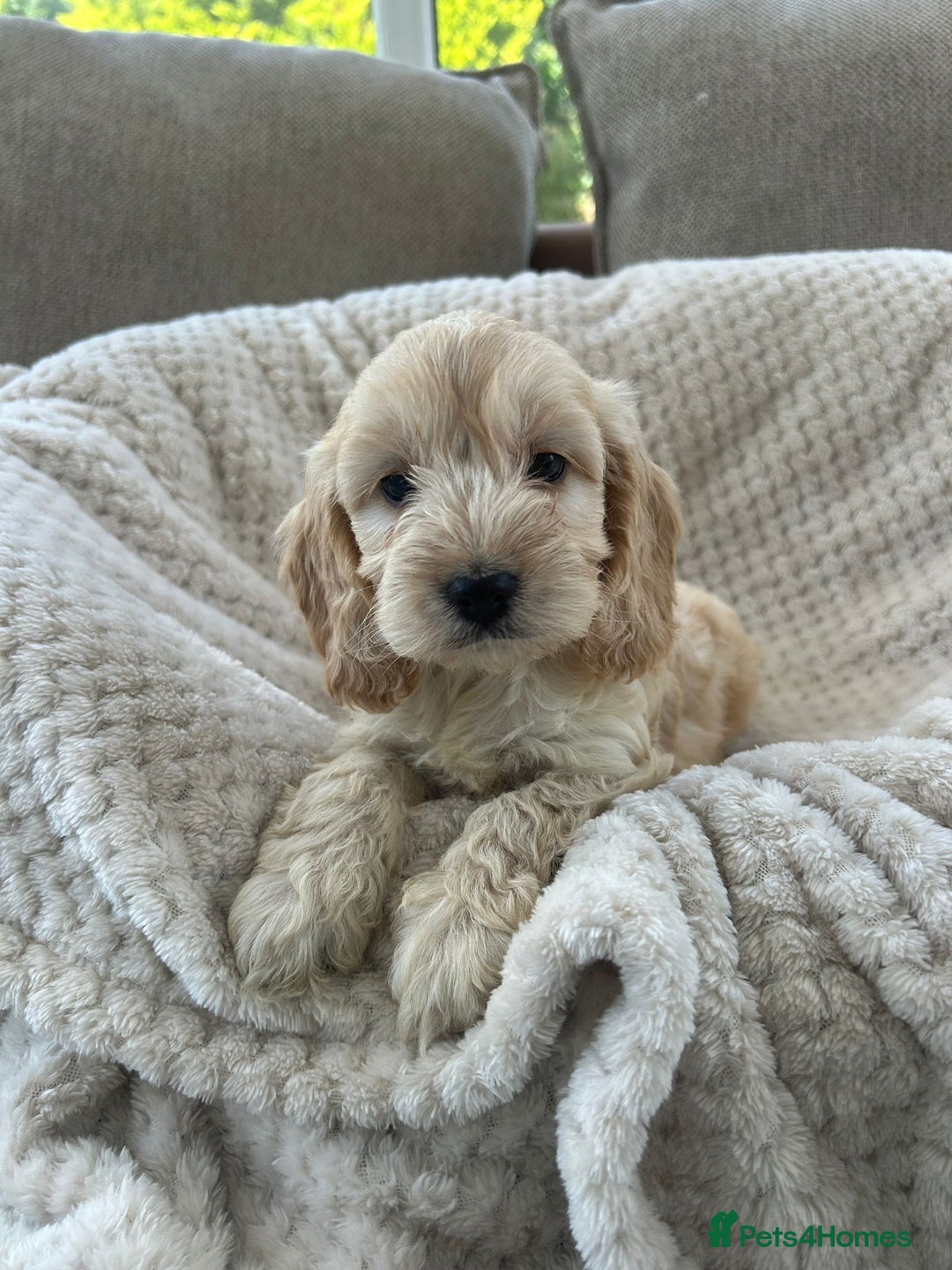 Cockapoo dogs for sale: Adorable F1 cockapoo puppies  - Image 23