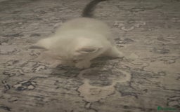 British Shorthair cats for sale:  British kittens - Image 5