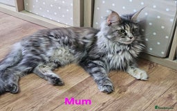 Maine Coon cats for sale: GCCF Registered Pedigree Maine Coon Kittens - Image 15