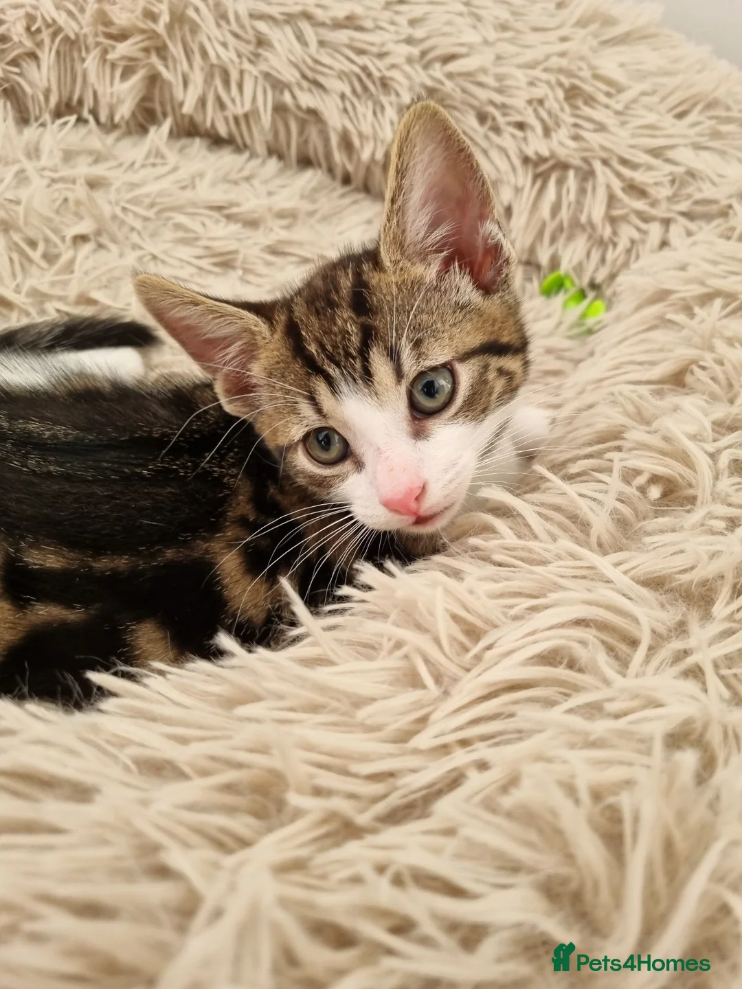 Mixed Breed cats for sale: Beautiful Kittens Looking for Their Forever Homes in Bedlington - Advert 2