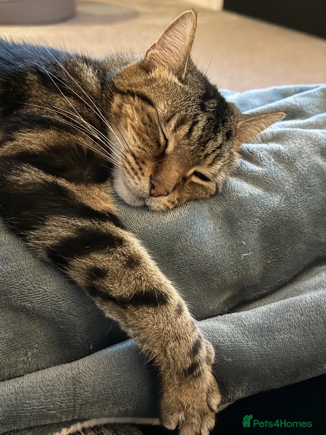 Mixed Breed cats for sale: Jeff is looking for a new home  - Advert 1