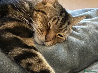 Mixed Breed cats Jeff is looking for a new home - Advert 1