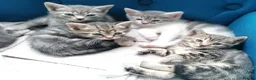Mixed Breed cats for sale: Adorable kittens  - 8 weeks old - various colours in Chertsey - Advert 1
