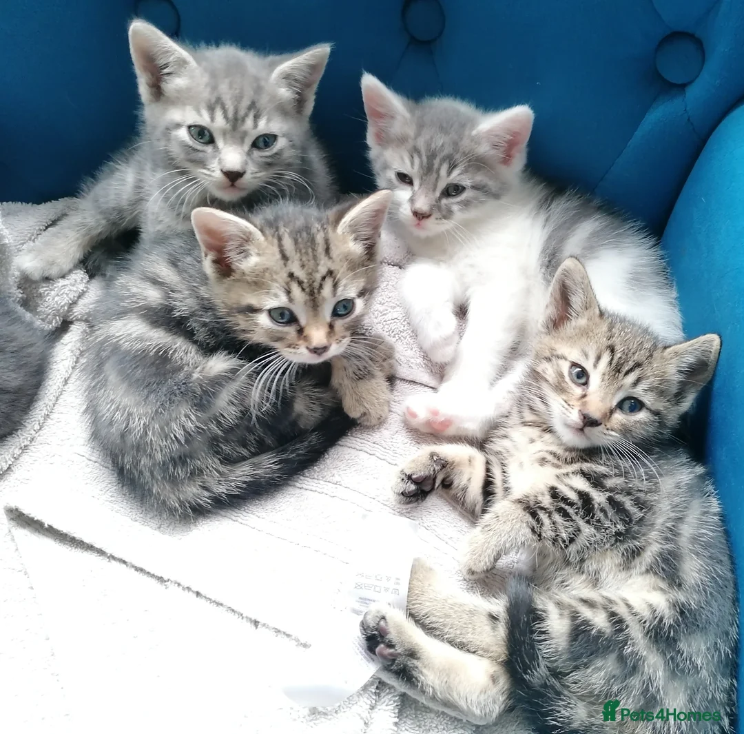 Mixed Breed cats for sale: Adorable kittens  - 8 weeks old - various colours in Chertsey - Advert 1