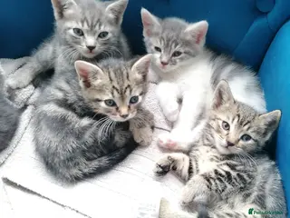 Mixed Breed cats Adorable kittens - 8 weeks old - various colours - Advert 7