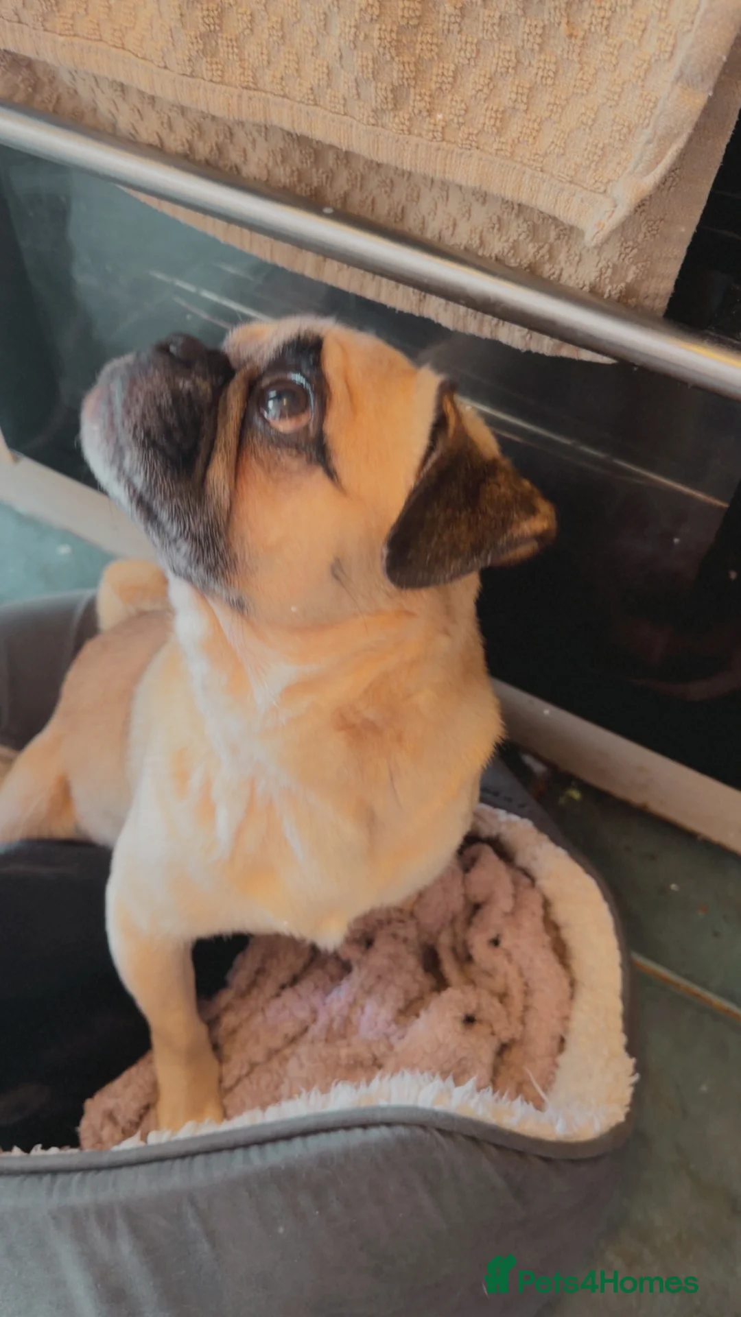 Pug dogs for sale: Male pug - Advert 7