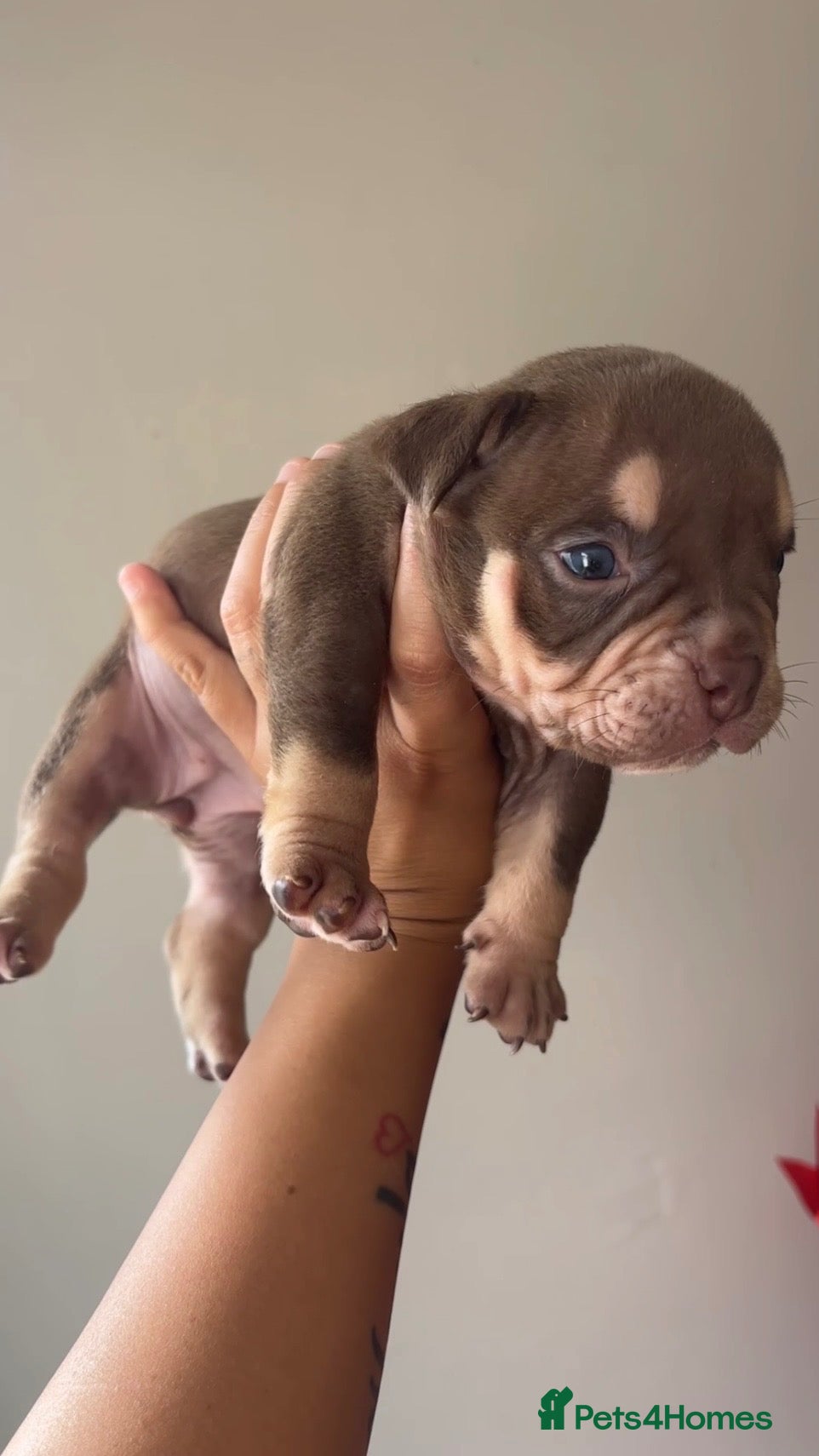 American Bully dogs micro bully  - Advert 9