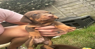 Dachshund dogs - Advert 2