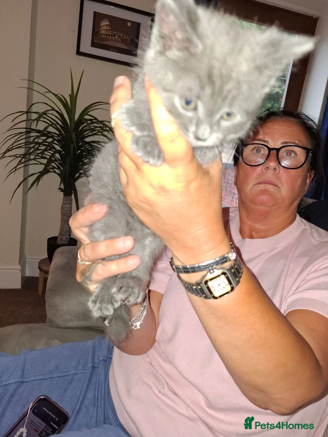 Mixed Breed cats for sale: Male boy grey short haired mixed 10 weeks old  - Advert 2