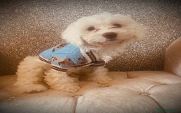 Cockapoo dogs for sale: Stunning f1b cockapoos  - Image 6