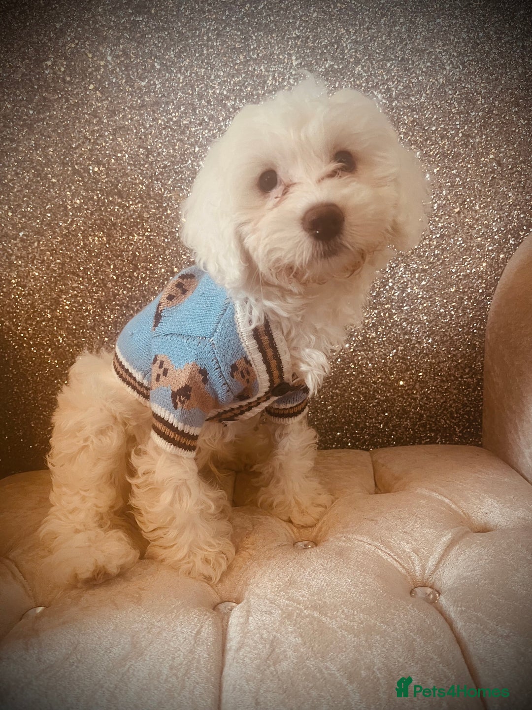 Cockapoo dogs for sale: Stunning f1b cockapoos  - Image 6