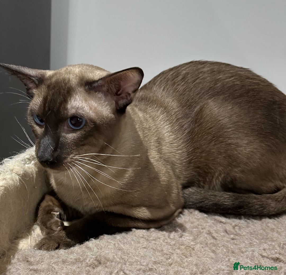 Siamese cats for sale: Handsome Seal Point Male - Active Register - Image 6