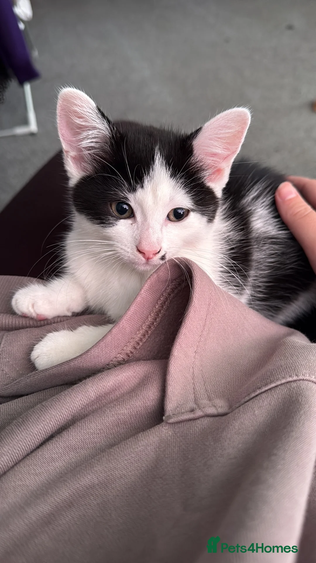 Mixed Breed cats for sale: Two 11 week old kittens in Cannock - Advert 2
