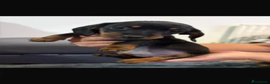 Miniature Dachshund 1