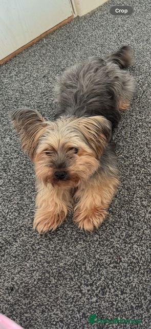 Yorkshire Terrier dogs Yorkshire Terrier Puppies - Advert 1