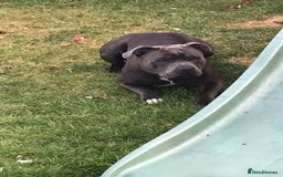 Staffordshire Bull Terrier dogs for stud: Blue Staffordshire bull terrier proven stud in Port Glasgow - Image 7