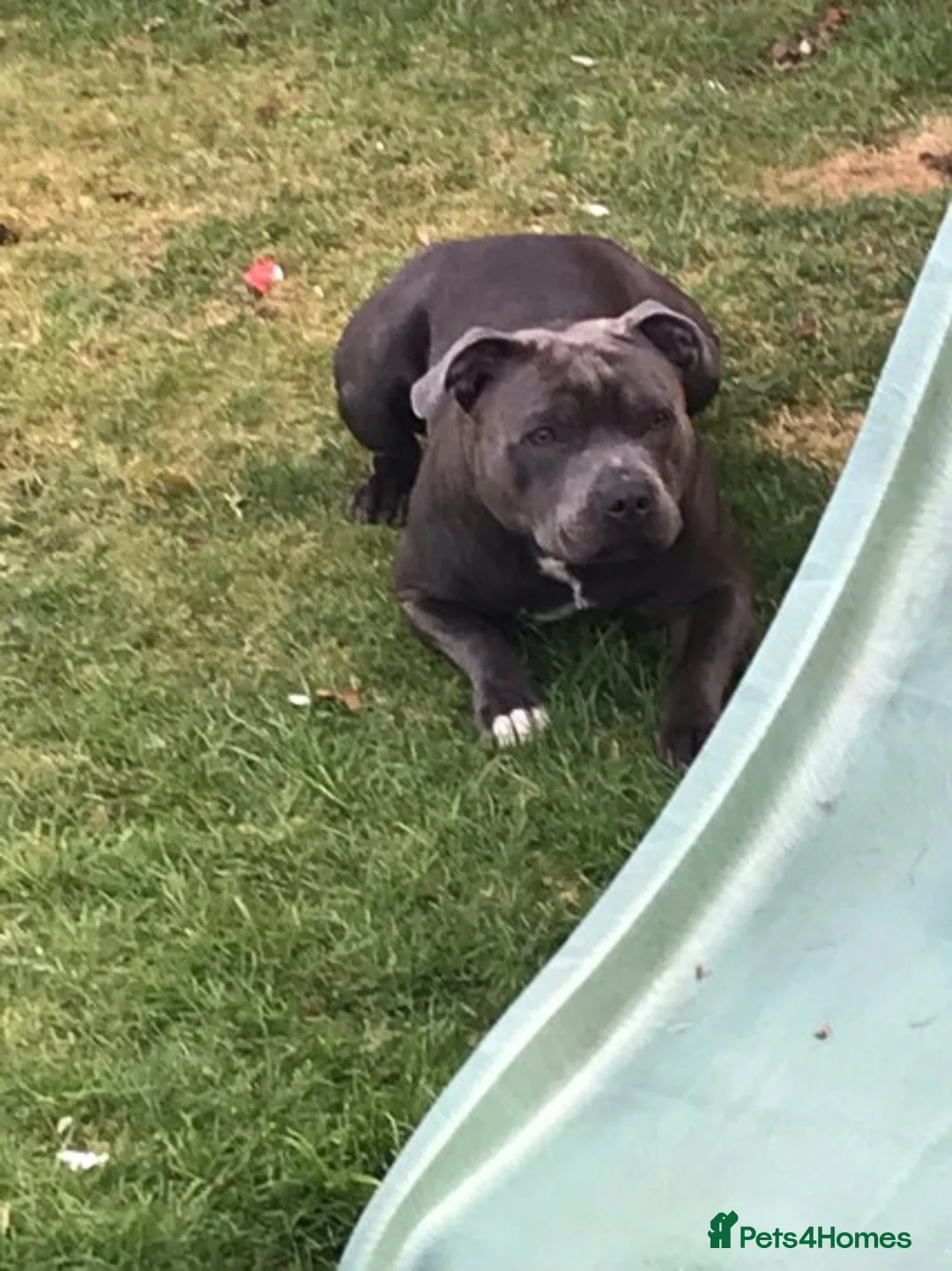 Staffordshire Bull Terrier dogs for stud: Blue Staffordshire bull terrier proven stud in Port Glasgow - Advert 7