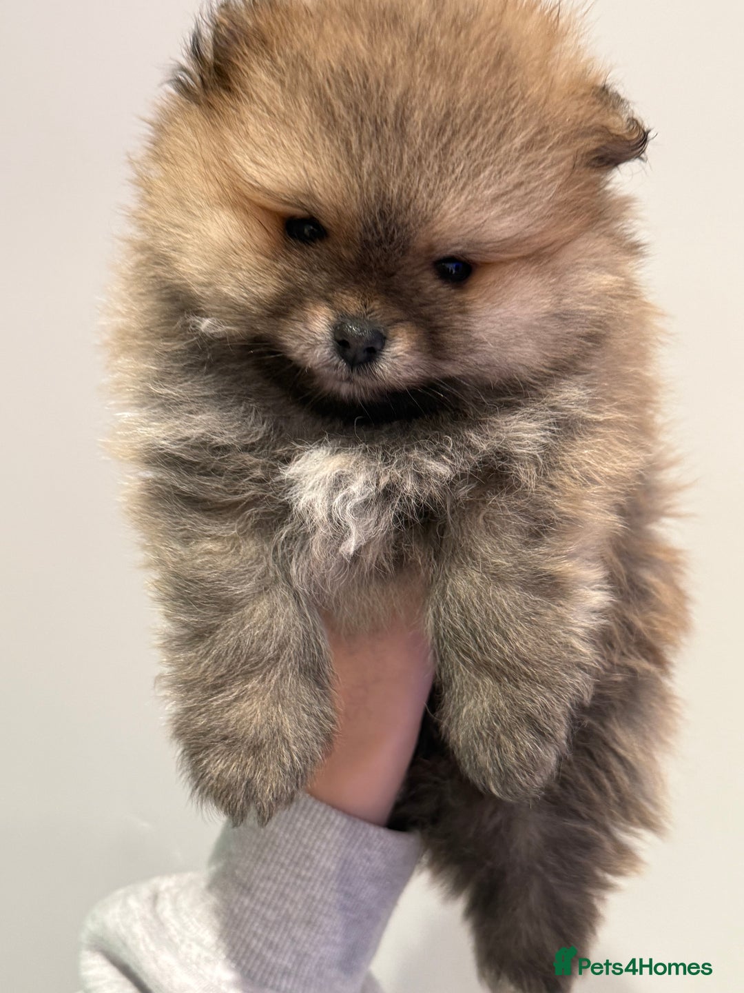 Pomeranian dogs for sale: Pomeranian puppies for sale .  - Advert 6