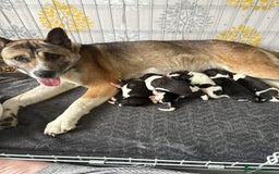 Mixed Breed dogs for sale: AMERICAN AKITA PUPPY FOR SALE - READY TO GO. - Image 6