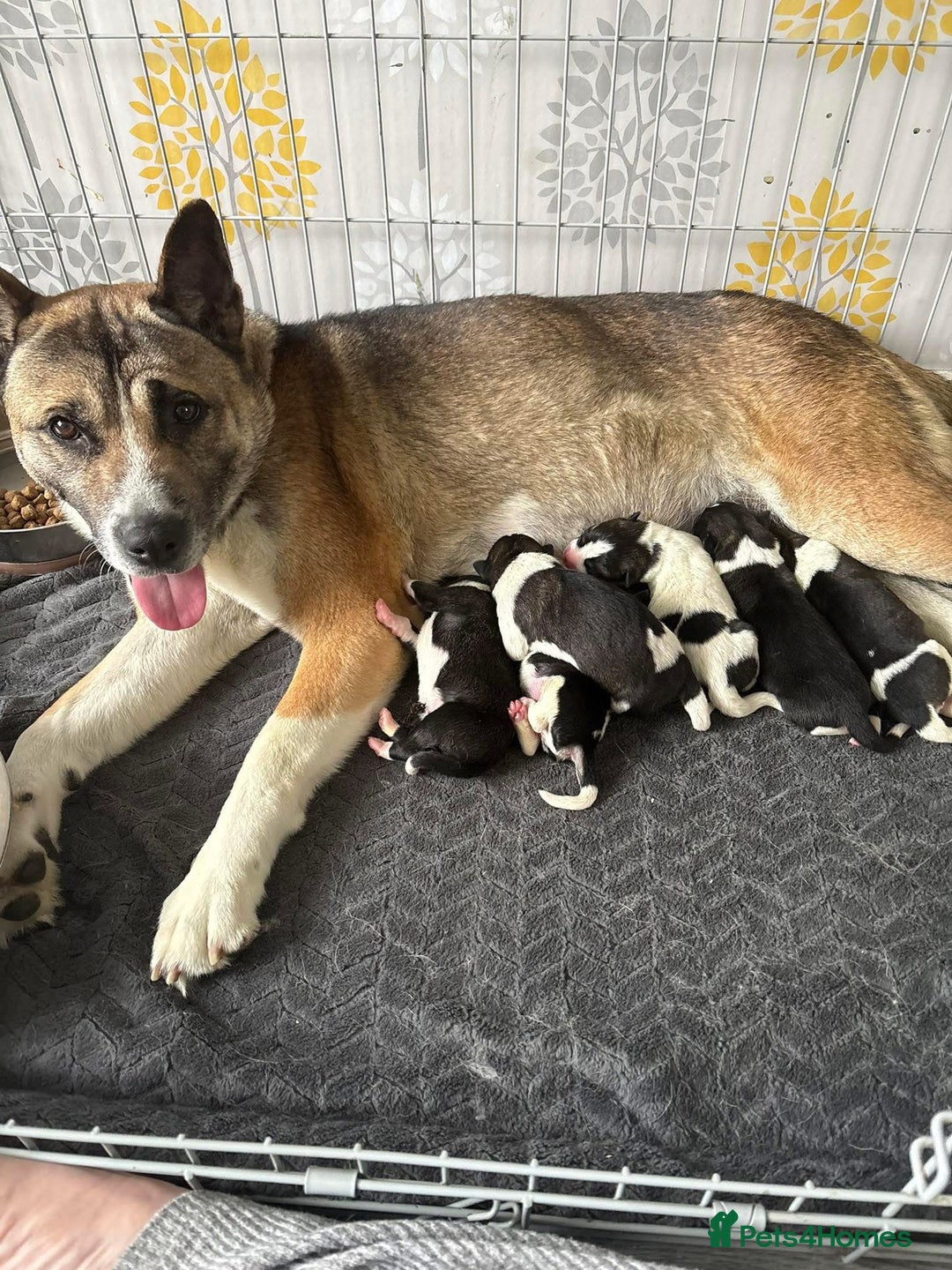Mixed Breed dogs for sale: AMERICAN AKITA PUPPY FOR SALE - READY TO GO. - Image 6