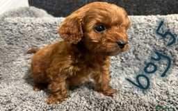 Cavapoo dogs for sale: Cavapoo puppies 🐶 FULLY HEALTH TESTED✅️  - Image 9