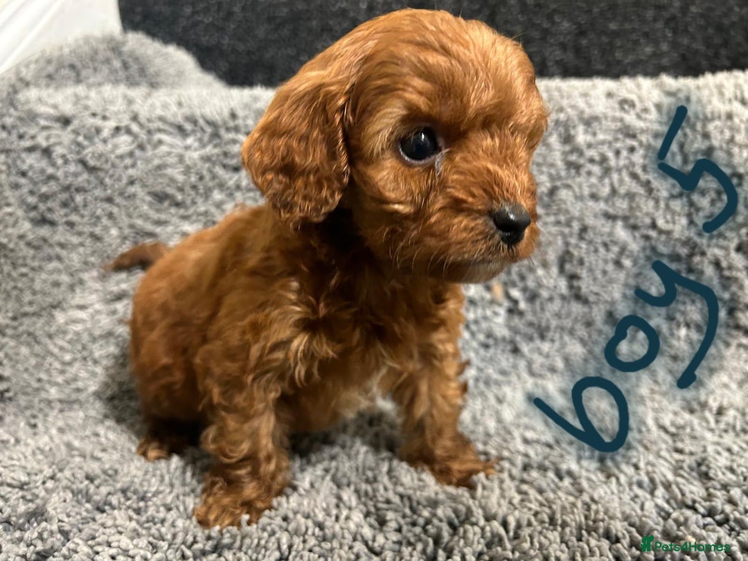 Cavapoo dogs for sale: Cavapoo puppies 🐶 FULLY HEALTH TESTED✅️  - Image 9