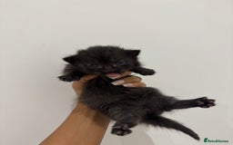 Munchkin cats for sale: beautiful short legged munchkins - Advert 1