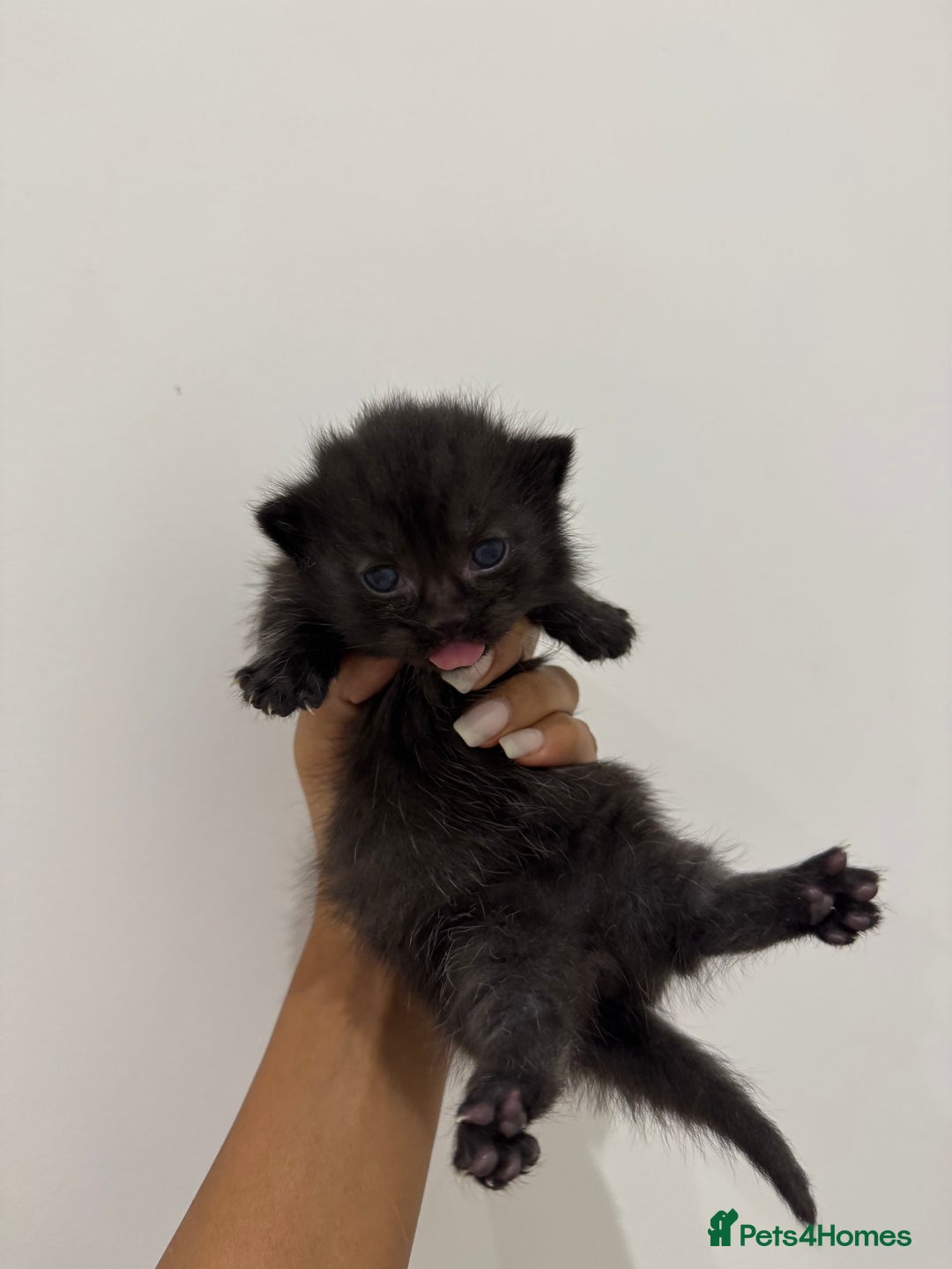 Munchkin cats for sale: beautiful short legged munchkins - Advert 1