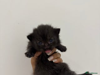 Munchkin cats for sale: beautiful short legged munchkins - Advert 1