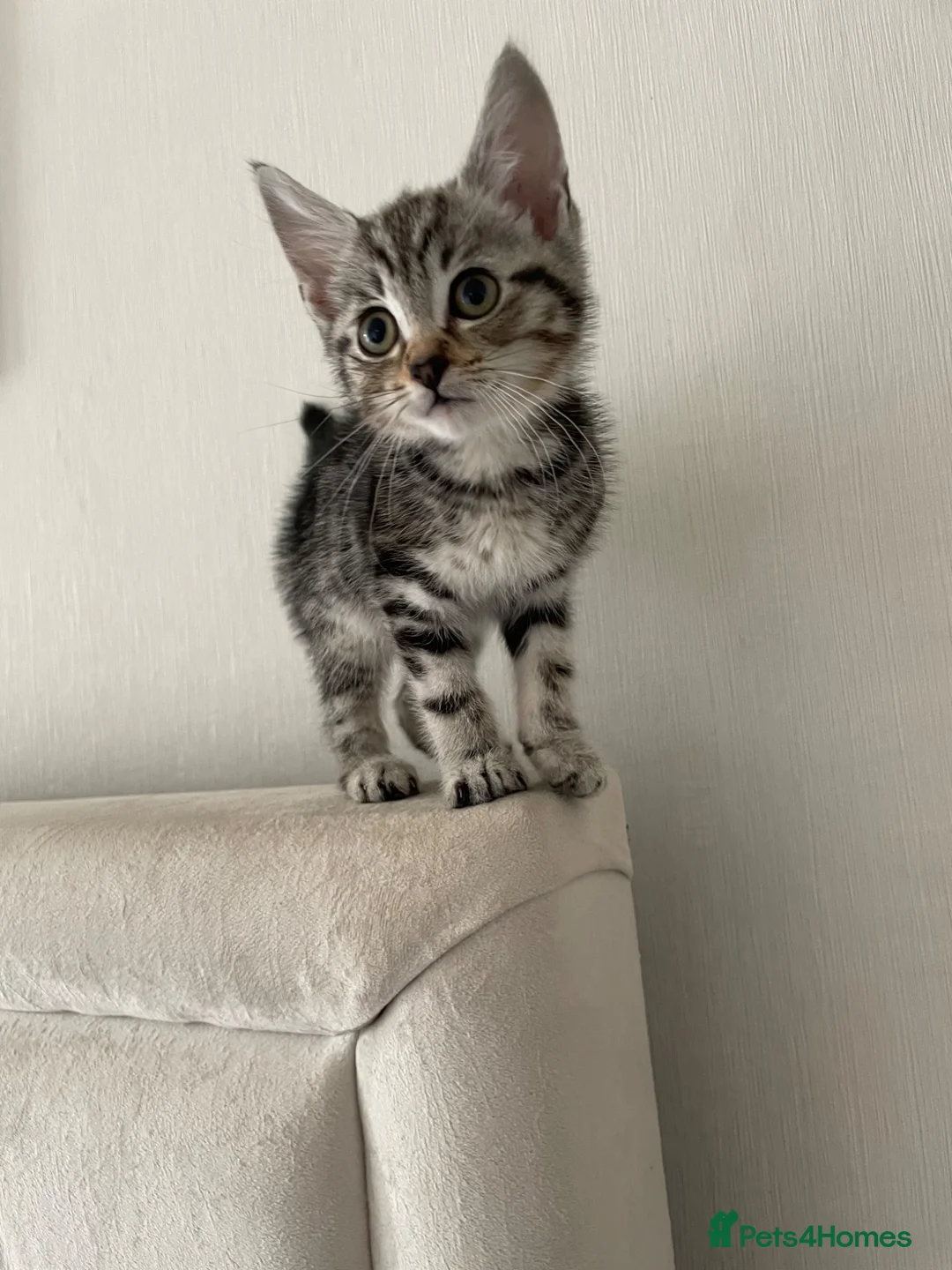 Mixed Breed cats for sale: Beautiful maine coon and marble kittens  in Bromley - Advert 2