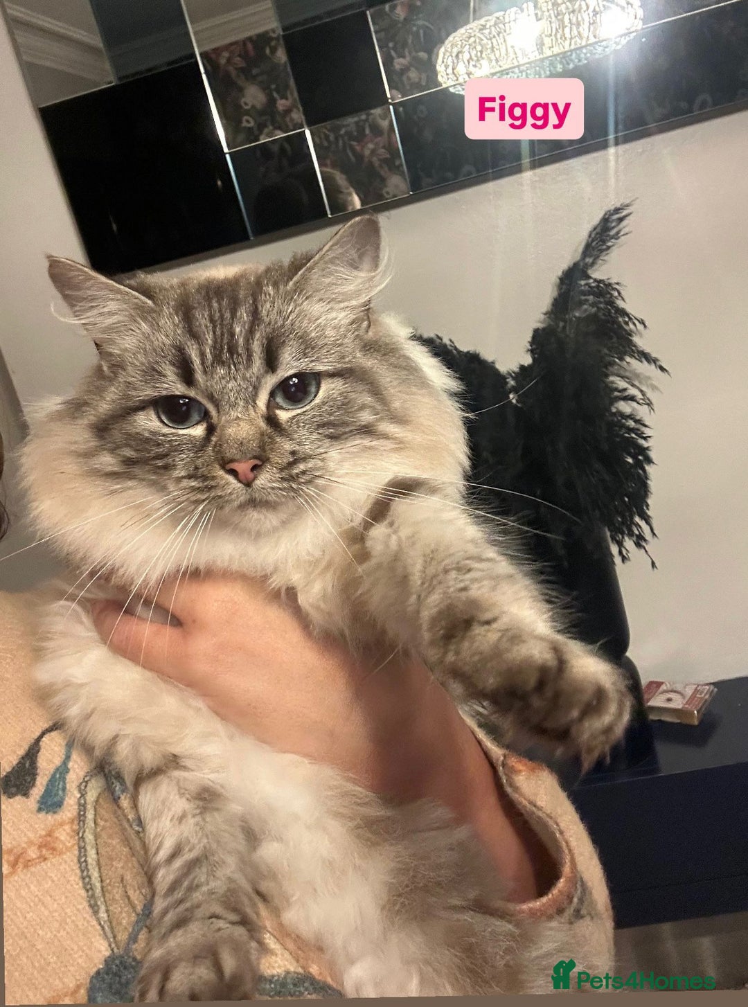 Ragdoll cats for sale: 3x Queens- breeder retiring  - Advert 2