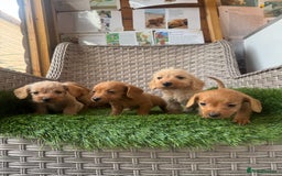Mixed Breed dogs for sale: Stunning daxiepoos - Advert 10