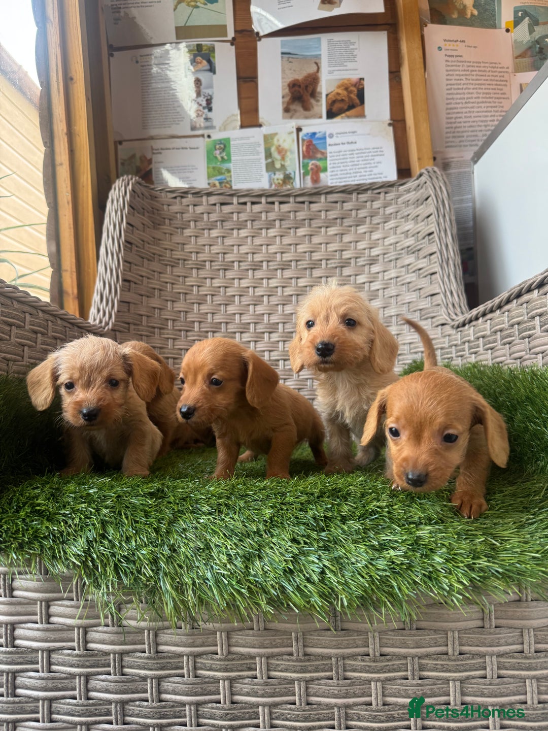 Mixed Breed dogs for sale: Stunning daxiepoos - Advert 10