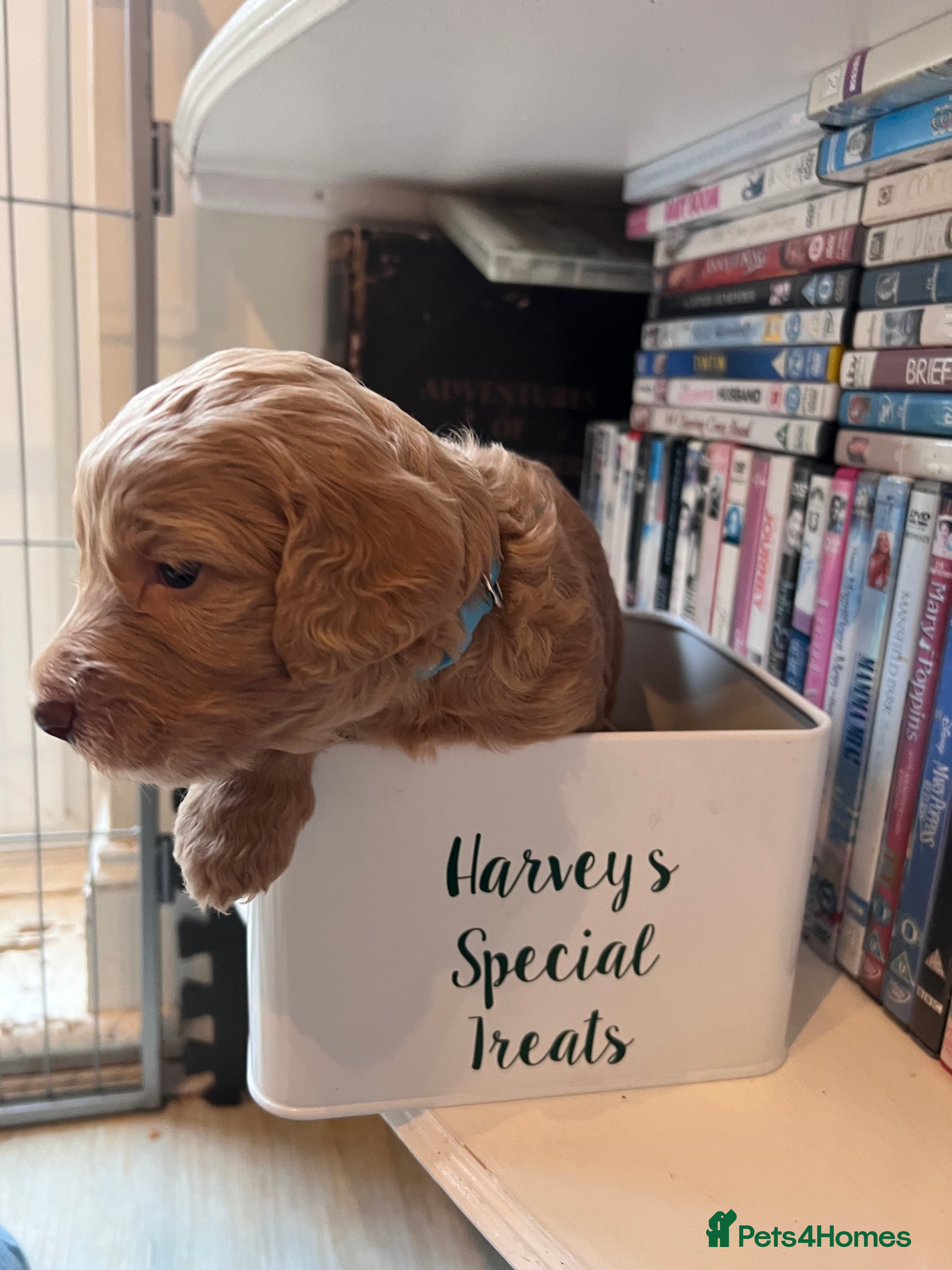 Cockapoo dogs Apricot F1B Cockapoo puppies - Advert 2