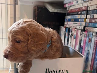 Cockapoo dogs Apricot F1B Cockapoo puppies - Advert 5