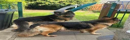 German Shepherd dogs for sale: Long hair German Shepherd  - Advert 4