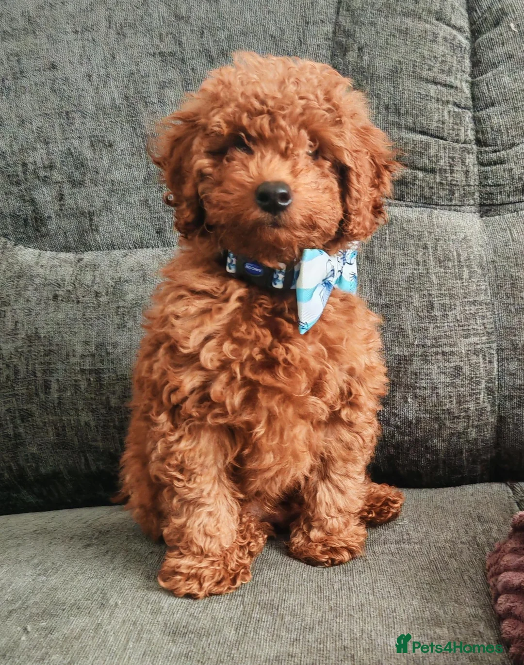 Toy Poodle dogs for sale: 7 month old red toy poodle in Skegness - Advert 14